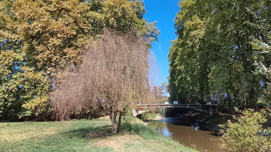 A weeping willow, completely dried out, its bare brown branches drooping over a lawn beside a river, surrounded by trees that are still green under a blue sky.
