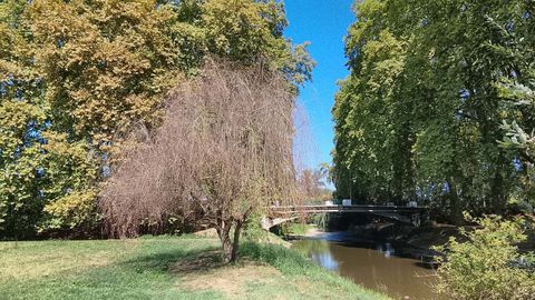 Un saule pleureur entièrement desséché, branches nues et brunes, planté sur une pelouse au bord d’une rivière, entouré d’arbres encore verts sous un ciel bleu.